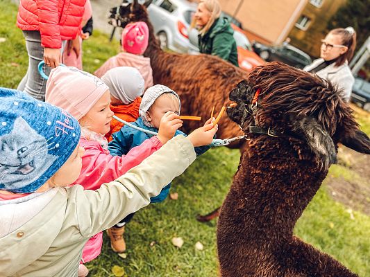 Alpaki i zajęcia sensoryczne