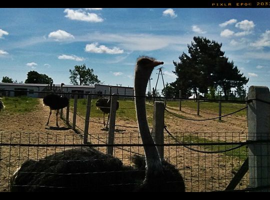 Wycieczki naszych szkrabów