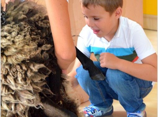 Nikodem strzyże owieczkę