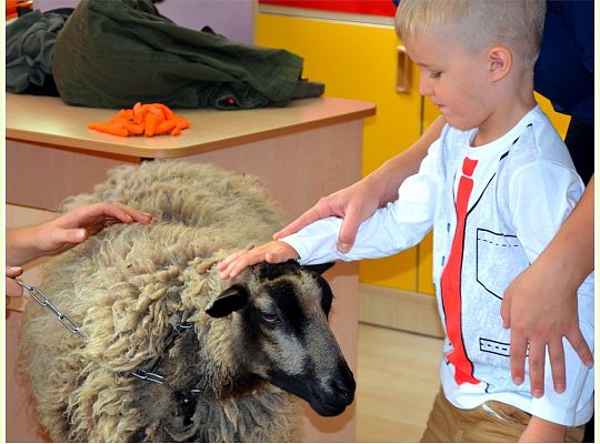 Ajka owieczka ajka...;-)