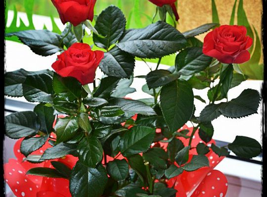 Dziękujemy wszystkim kochanym dzieciom za kwiatki i czekoladki:)