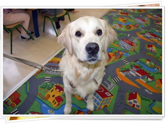 Edukacja z udziałem psa - średniaczki