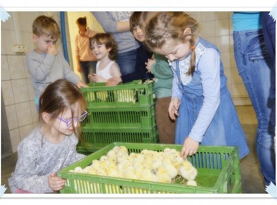  Wycieczka do Wylęgarni Drobiu