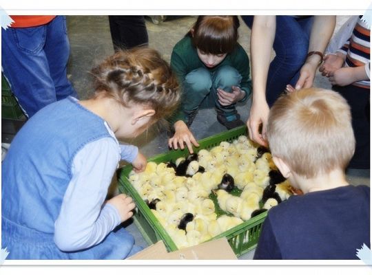 Wycieczka do Wylęgarni Drobiu