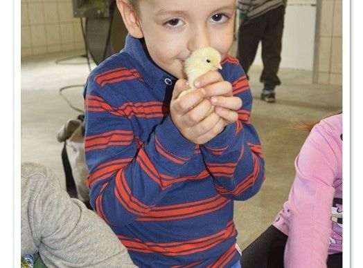  Wycieczka do Wylęgarni Drobiu