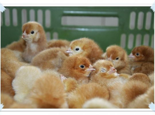  Wycieczka do Wylęgarni Drobiu