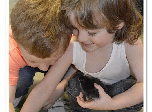  Wycieczka do Wylęgarni Drobiu