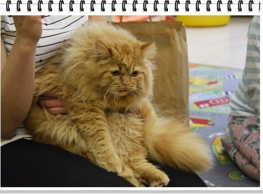 Panie, Panowie 17 lutego obchodzimy  Światowy Dzień KOTA !