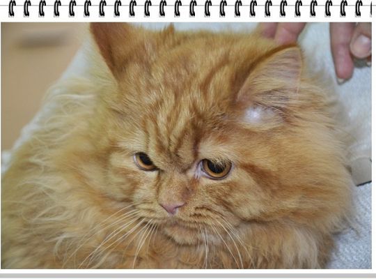 Panie, Panowie 17 lutego obchodzimy  Światowy Dzień KOTA !