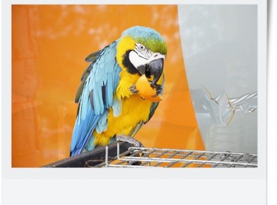 Dzień dziecka - wycieczka do egzotycznego zoo