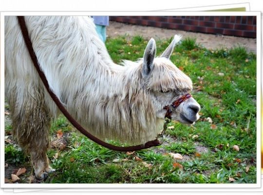 Ogólnopolski Dzień Przedszkolaka