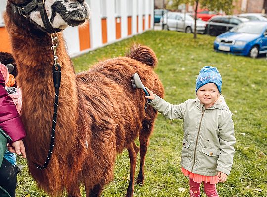 Alpaki i zajęcia sensoryczne