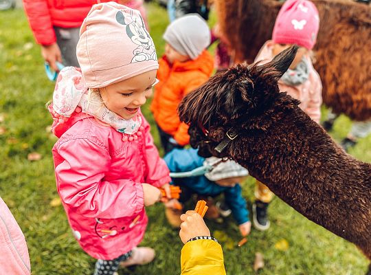 Alpaki i zajęcia sensoryczne