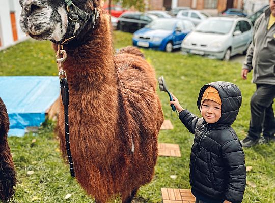 Alpaki i zajęcia sensoryczne