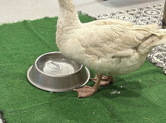 Zwierzęta gospodarskie